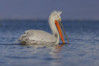 Dalmatian Pelican (Pelecanus crispus), swimming, orange throat pouch, Lake Kerkini, Greece, Europe