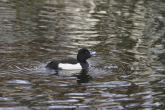 Tufted duck (Aythya fuligula) in the lake, winter, Germany, Europe