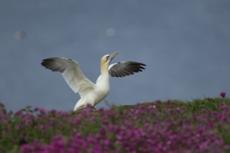 Northern gannet (Morus bassanus) adult bird stretching its wings amongst flowering Red campion