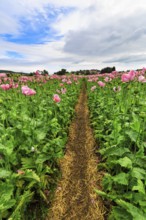 Hiking trail, circular trail in the opium poppy (Papaver somniferum), cultivation of edible poppy,