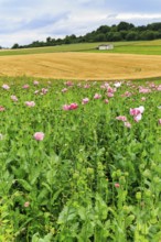 Opium poppy (Papaver somniferum), cultivation of edible poppy, poppy field, pink flowers and seed