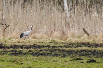 Crane (Grus grus) in Teufelsbruch, Waren, Müritz, Heilbad, Müritz National Park, Mecklenburg Lake