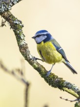 Blue Tit, Cyanistes Caeruleus, bird in forest at winter time