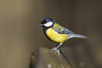 Great Tit, Parus major, bird in forest at winter sun