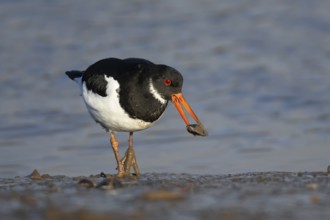 Eurasian oystercatcher (Haematopus ostralegus) adult bird carrying a mussel shell in its beak on a