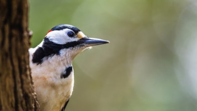 Portrait of Male of Great Spotted Woodpecker, Dendrocopos major, bird in forest at winter sun