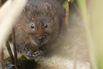 Water vole (Arvicola amphibius) adult rodent animal feeding on pondweed in a reedbed on a pond,