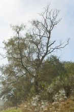 Foggy landscape, birch trees (Betula) and broom (Genista) with spider webs, North Rhine-Westphalia,