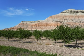 Orchard in front of impressive, barren mountains under a clear blue sky, Bardenas Reales Natural