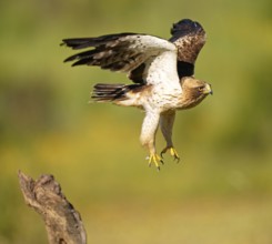 A hawk taking off from a tree trunk, surrounded by a green landscape