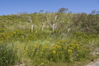 Dead trees and flowers in the dune landscape, Lower Saxony Wadden Sea National Park, Norderney,