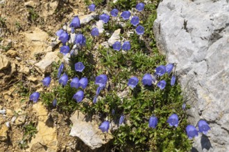 Bellflower (Campanula) on rocky ground, Karwendel Mountains, Mittenwald, Werdenfelser Land, Upper