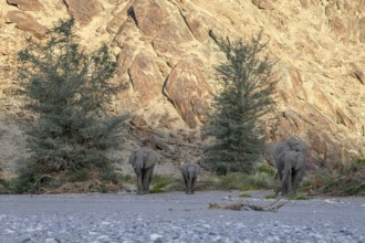 Desert elephants (Loxodonta africana) in the Hoanib dry river, Kaokoveld, Kunene region, Namibia,