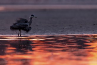 Grey heron, (Ardea cinerea), at dawn, standing on the bank of a drained fish pond and shaking its