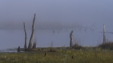 Early morning fog, landscape in and around Wittmoor, Norderstedt, Schleswig-Holstein, Germany,