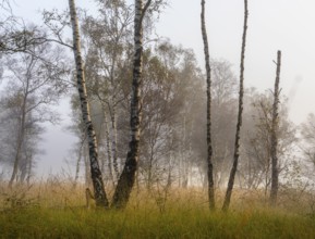 Early morning fog, landscape in and around Wittmoor, Norderstedt, Schleswig-Holstein, Germany,