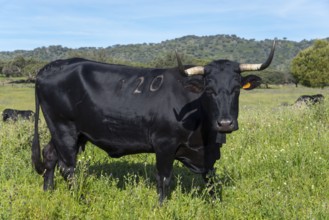 Black bull with the mark 120 on green pasture under a blue sky, Extremadura, Spain, Europe