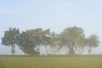 Deciduous trees with autumn leaves, row of trees at the edge of a field in the fog, blue sky, North