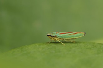 Rhododendron cicada (Graphocephala fennahi) sitting on a leaf of a rhododendron (Rhododendron),