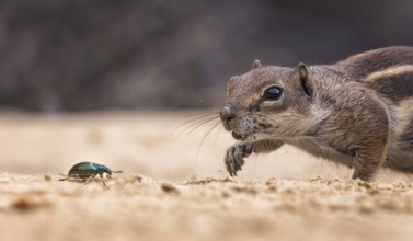 Atlas squirrel, North African bristle squirrel or Barbary squirrel (Atlantoxerus getulus) looking