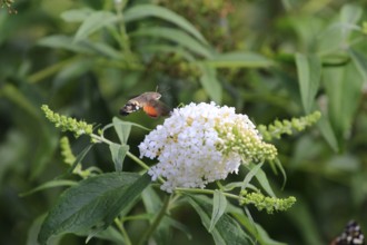 Dove tail (Macroglossum stellatarum), September, Saxony, Germany, Europe