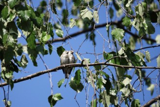 Young goldfinches, September, Saxony, Germany, Europe