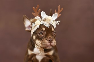 Mocca Orange Tan colored French Bulldog puppy with Christmas reindeer antlers in front of brown