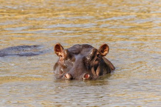 Hippopotamus (Hippopotamus amphibius) swimming in a river, Maasai Mara National Reserve, Kenya,