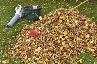 Remove withered leaves, autumn leaves in the garden, Schleswig-Holstein, Germany, Europe