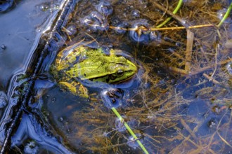 Edible Frog (Pelophylax esculentus), Schremser Hochmoor nature park Park, municipality of Schrems,