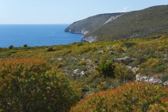 Blossoming coastal landscape with hills and a wide view of the blue sea, Itylo, Anatoliki Mani,