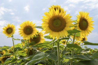 Flowering sunflowers (Helianthus annuus), sunflower field, North Rhine-Westphalia, Germany, Europe