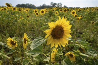 Flowering sunflowers (Helianthus annuus), sunflower field, North Rhine-Westphalia, Germany, Europe