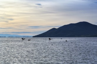 Lake Kerkini, Lake Kerkini, morning mood, silhouette, Central Macedonia, Greece, Europe