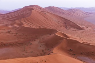 Wind-sculpted, curved, sand dunes in the Rub al Khali desert, Dhofar province, Arabian Peninsula,