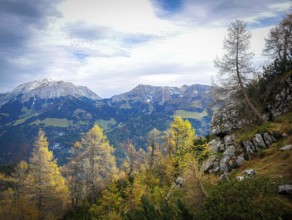 Yellow-coloured larches in the Berchtesgaden National Park in autumn, view of the Hohe Göll and