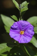 Blue potato tree (Lycianthes rantonnetii), gentian tree, flowering, close-up, Wilnsdorf, North