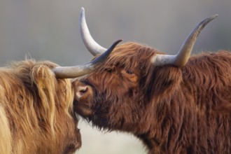 Highland cattle or cow (Bos taurus taurus) two adult farm animals greeting each other, England,