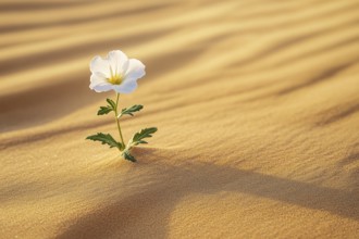 Single white flower growing in desert sand. Generative Ai, AI generated