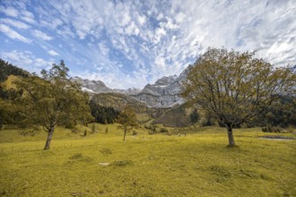 Maple tree with autumn leaves, autumn landscape in Rißtal, Großer Ahornboden, Engalpe, Eng,