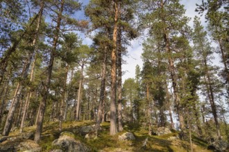 Tree population at Lake Inari, Lapland, Finland, Europe