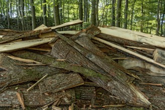 Pile of tree bark, bark, wood from cutting of wooden boards, waste, remains from sawmill, beech