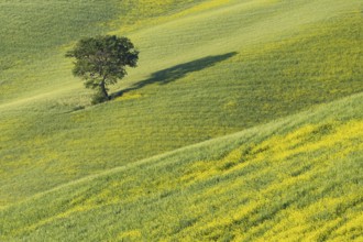 Mulberry tree (Morus) in a field with flowering yellow broom (Genista tinctoria), Tuscany, Italy,