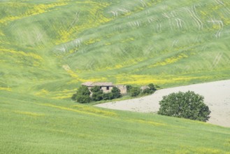 Landscape at sunrise around Pienza, Val d'Orcia, Orcia Valley, UNESCO World Heritage Site, Province