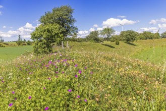 Blooming meadow with wild meadow flowers in a rural summer landscape