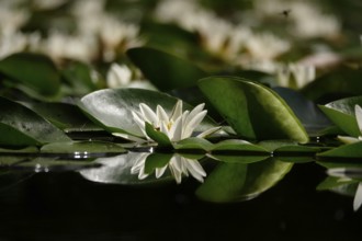 Picturesque water lilies in a pond, June, Germany, Europe