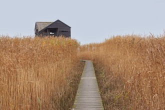 Low tide, reeds, mudflats, observation point Kiekkaaste, Dollart, Nieuwe Statenzijl, Netherlands