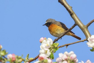 Redstart, (Phoenicurus phoenicurus), Hamm am Rhein, Worms district, Rhineland-Palatinate, Germany,