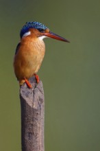 Crested Kingfisher, Corythohrnis cristatus, (Alcedo cristata), Kingfisher family, Malachite