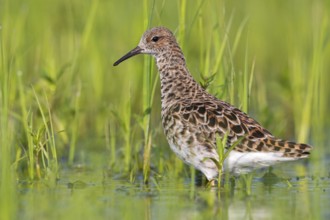 Ruff (Philomachus pugnax), female, Narew, Bialystok, Podlasie, Poland, Europe